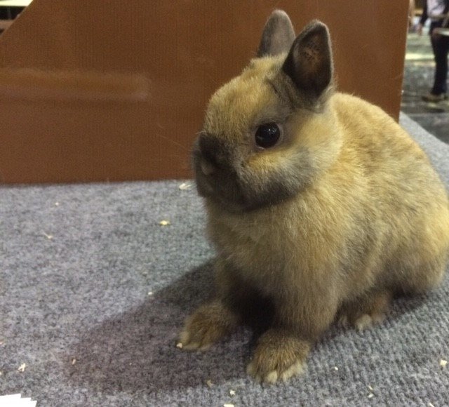Anne is a black tortoiseshell Netherland Dwarf doe. One of Kaitlyn Conklin’s rabbits, she is fivea months old in this photo.